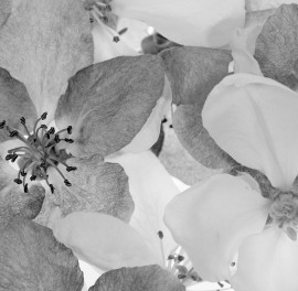 Fototapet Apple Blossom - Alb negru, personalizat, Rebel Walls