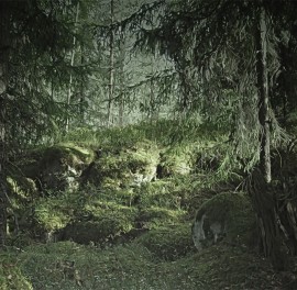 Fototapet Virgin Forest, personalizat, Rebel Walls