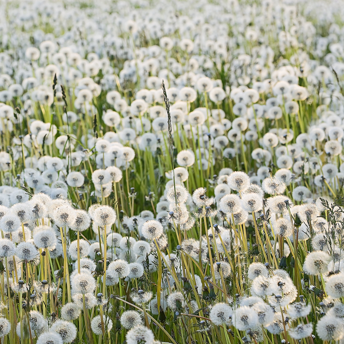 Fototapet Dandelions, personalizat, Rebel Walls