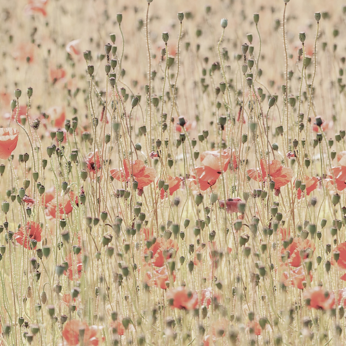 Fototapet Poppies, personalizat, Rebel Walls