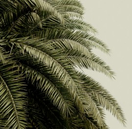 Foto tapet 3D Frunze tropicale, personalizat, Rebel Walls