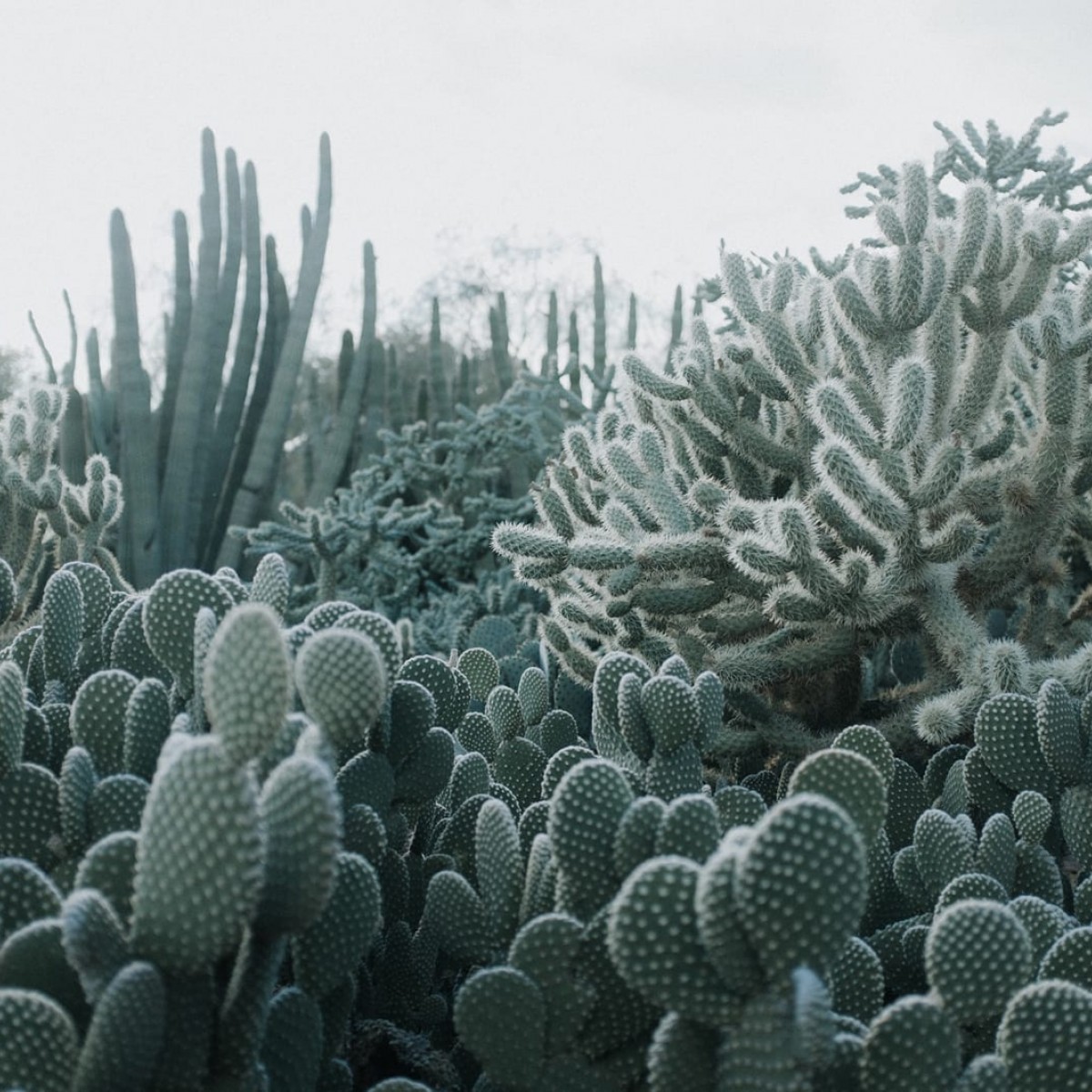 Foto tapet 3D Cactus, personalizat, Rebel Walls