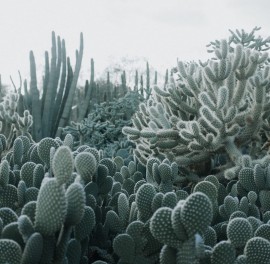 Foto tapet 3D Cactus, personalizat, Rebel Walls