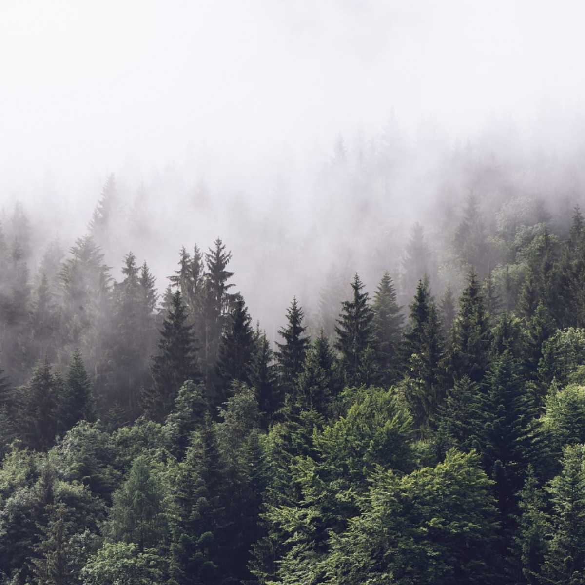 Foto tapet 3D Misty Fir Forest, personalizat, Rebel Walls