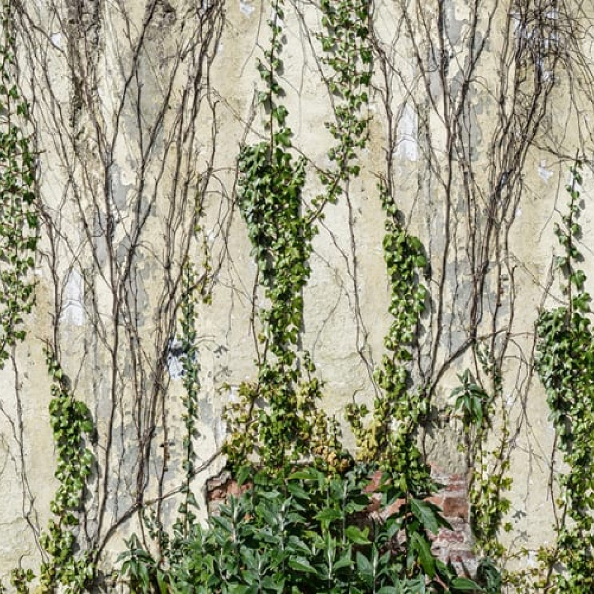 Foto tapet 3D Climbing Ivy, personalizat, Rebel Walls