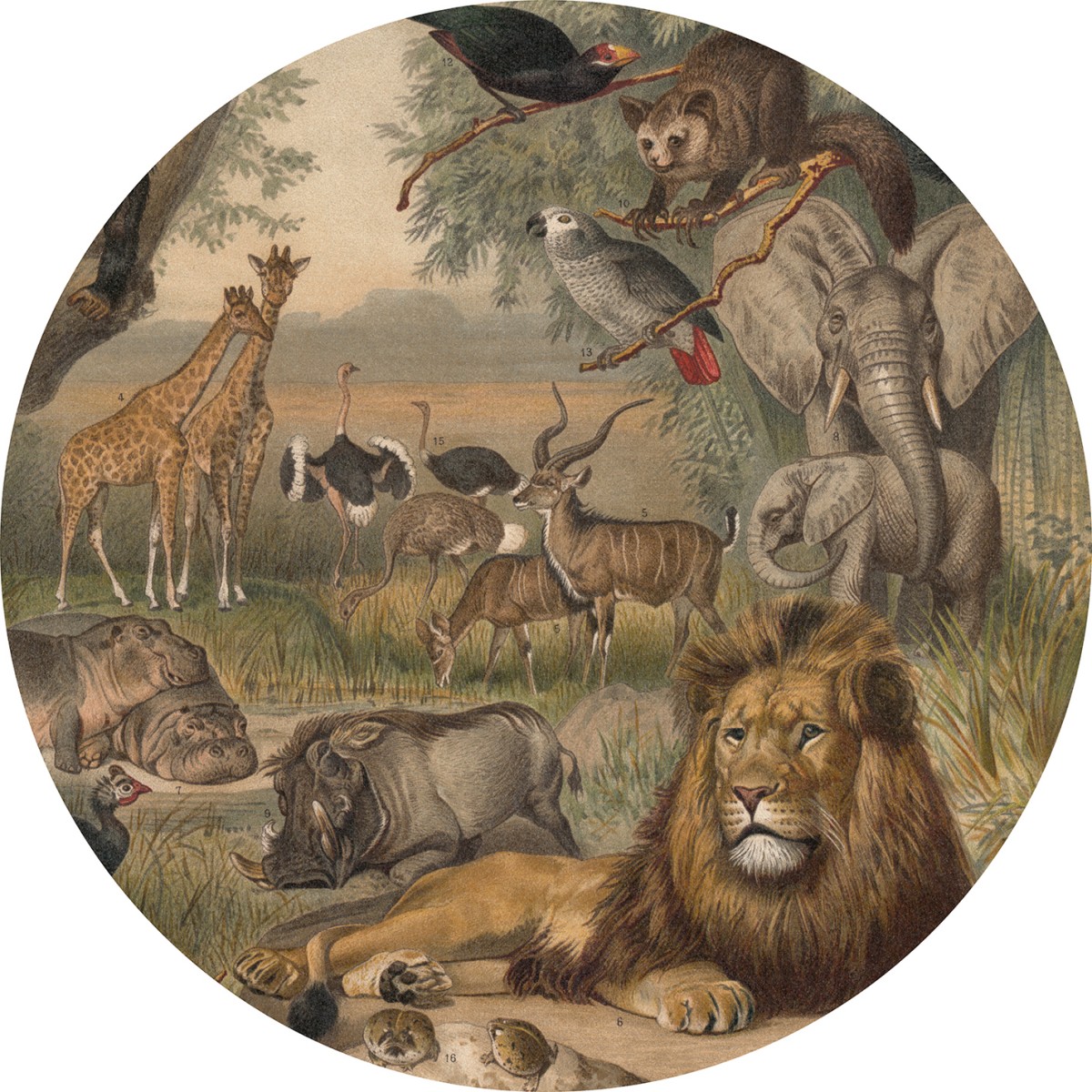 Fototapet rotund Animals of Africa, 190cm diametru, WallArt, Fototapet circular, Fototapet 