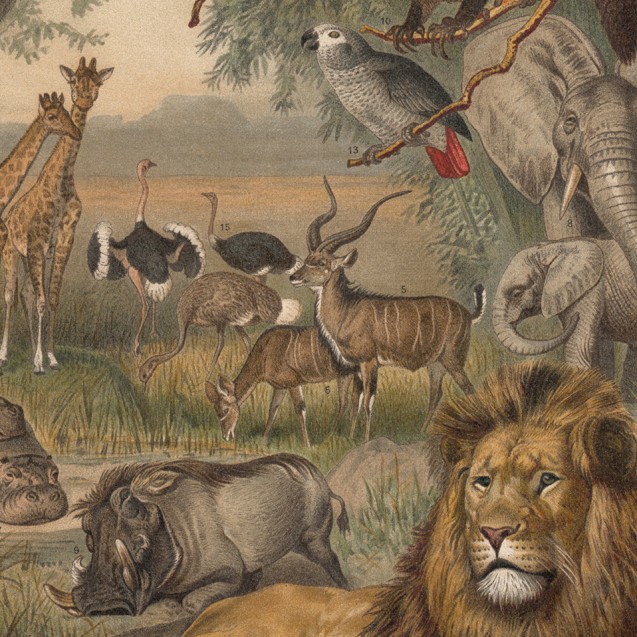 Fototapet rotund Animals of Africa, 190cm diametru, WallArt