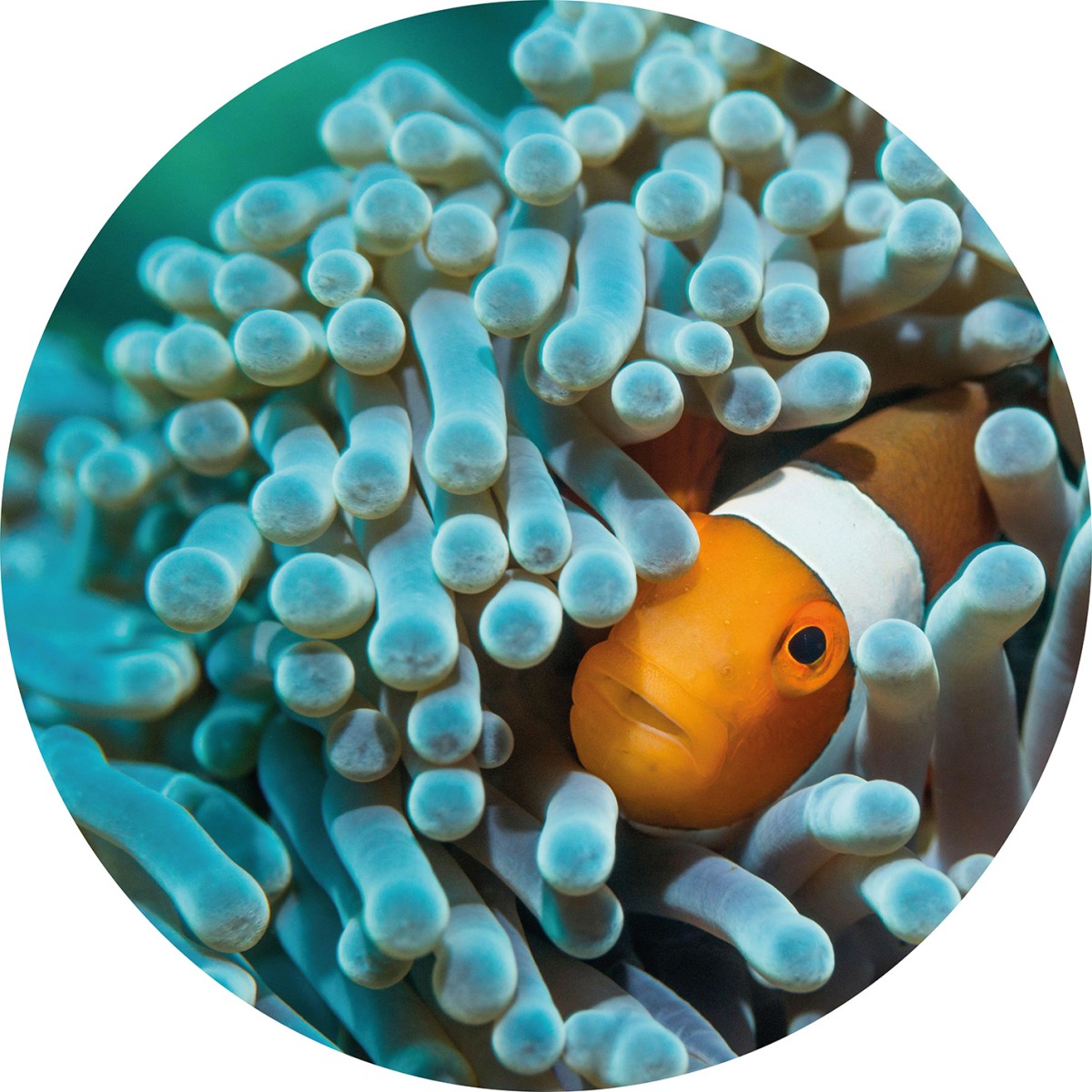 Fototapet rotund Nemo the Anemonefish, 142.5cm diametru, WallArt, Fototapet circular, Fototapet
