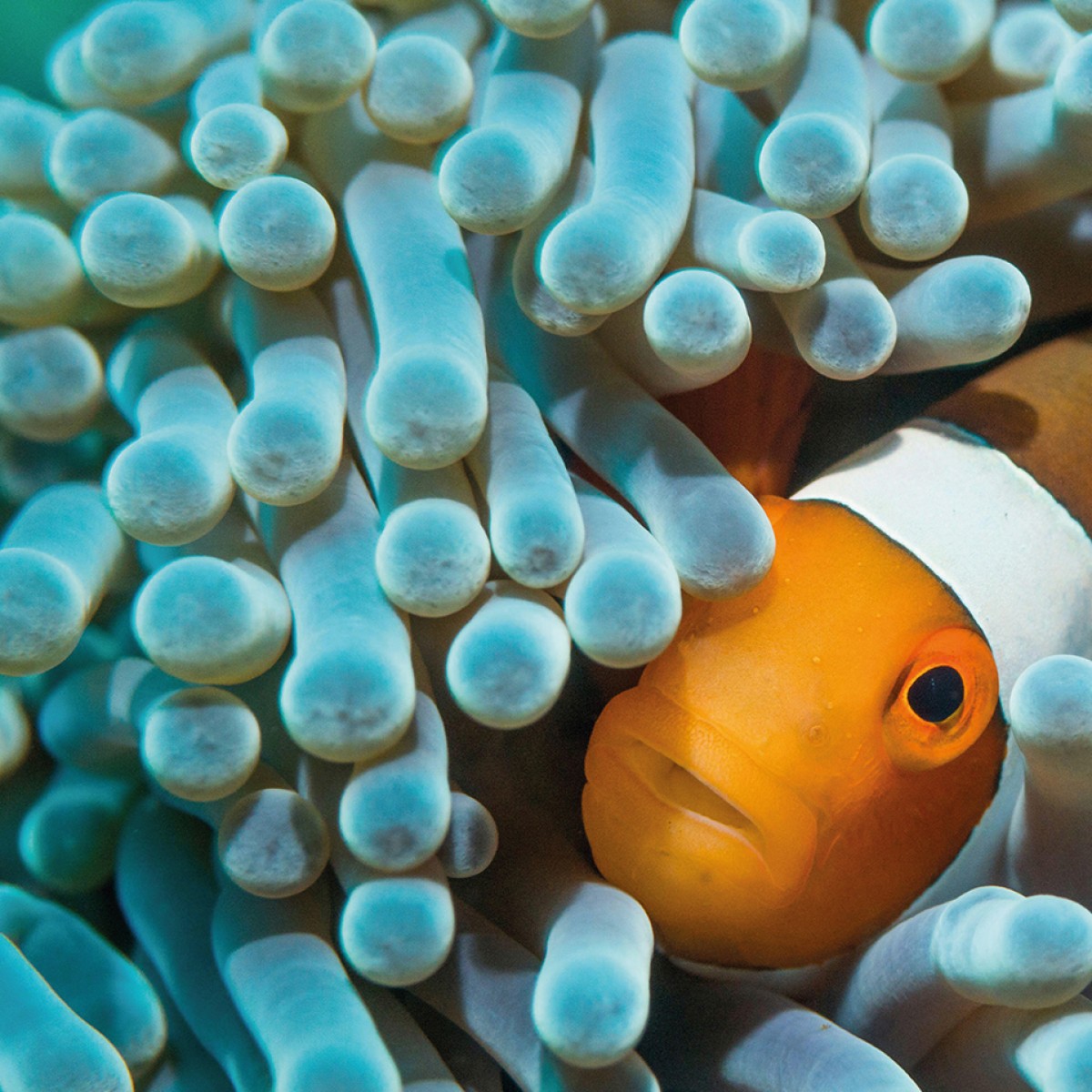 Fototapet rotund Nemo the Anemonefish, 142.5cm diametru, WallArt, Fototapet circular, Fototapet