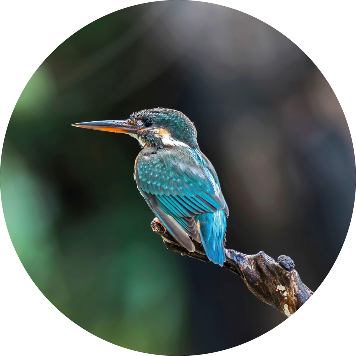 Fototapet rotund The Kingfisher, 190cm diametru, WallArt, Fototapet circular, Fototapet 