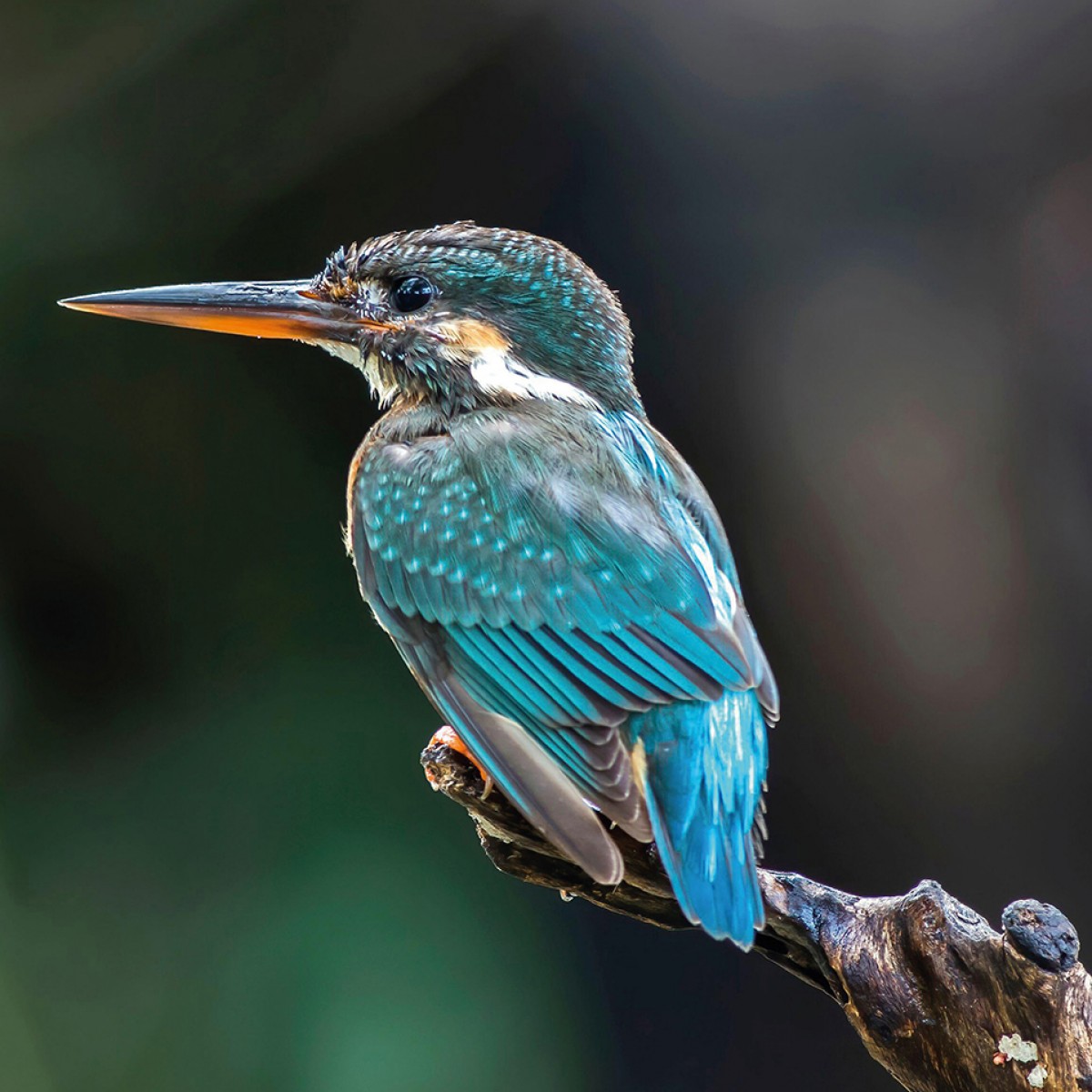 Fototapet rotund The Kingfisher, 190cm diametru, WallArt, Fototapet circular, Fototapet