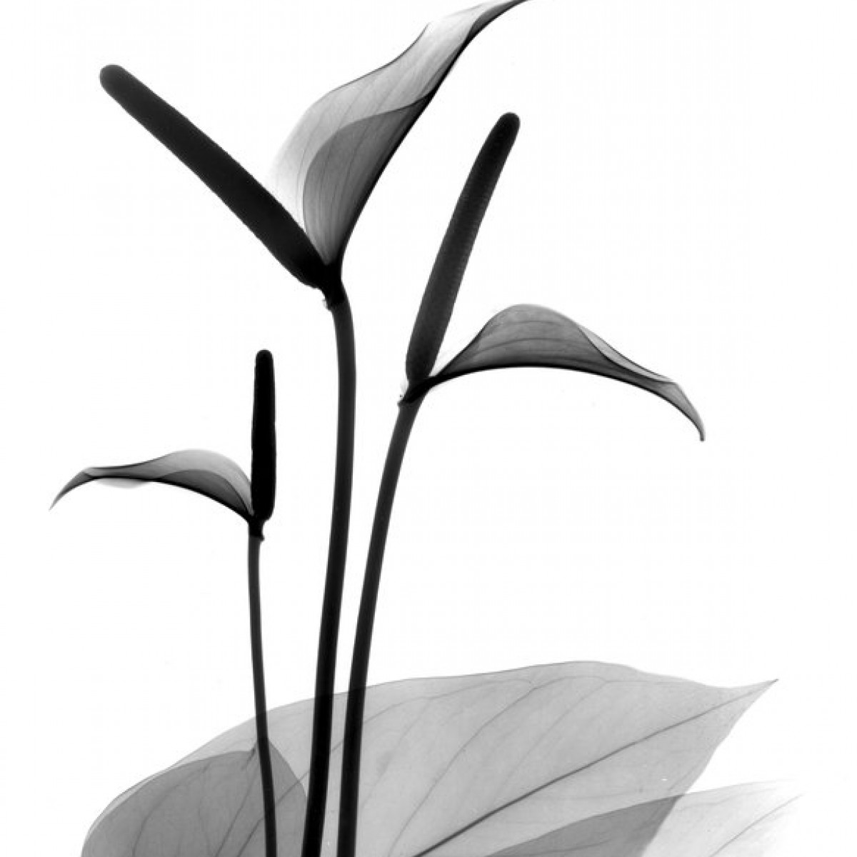 Fototapet Flamingo Flower, personalizat, Photowall