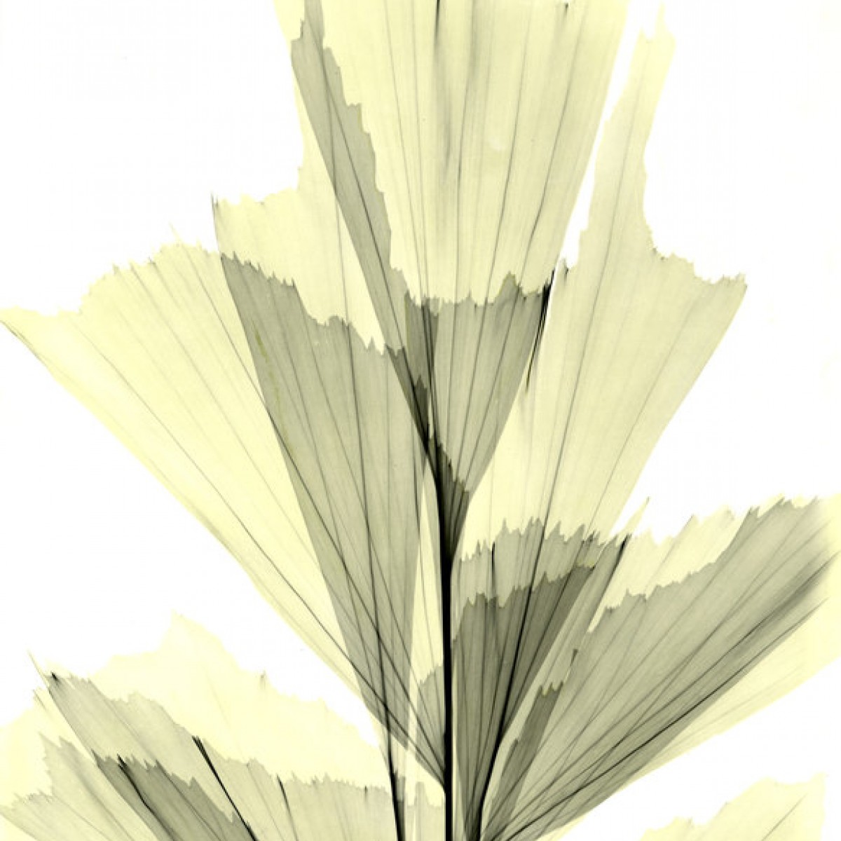 Fototapet Fish tail palm, personalizat, Photowall