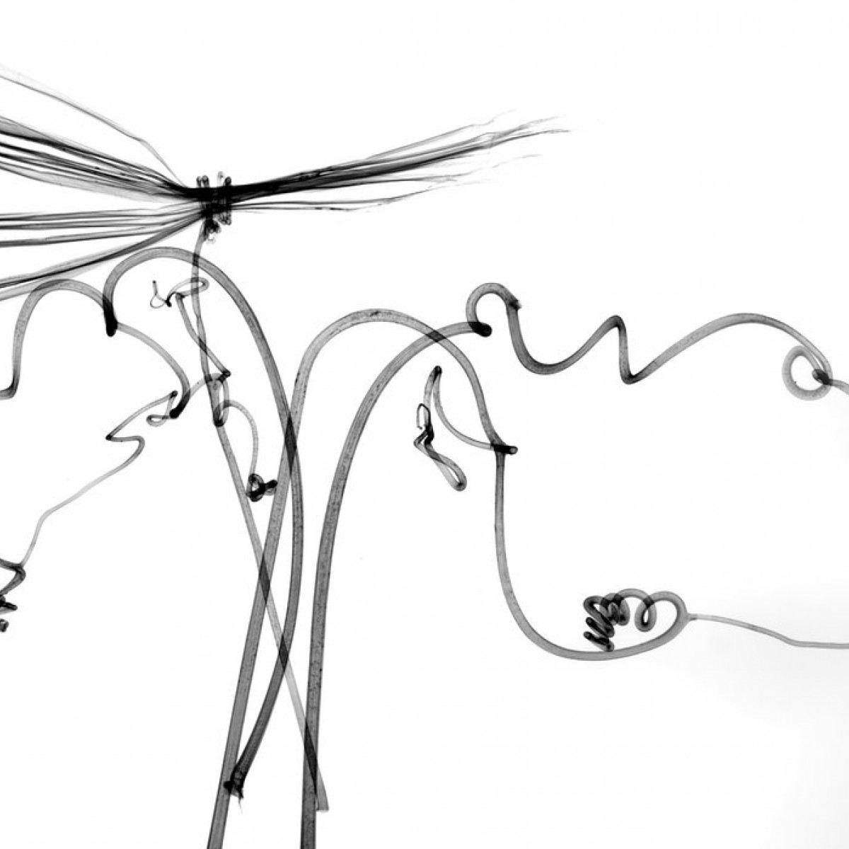 Fototapet Dragonfly, personalizat, Photowall