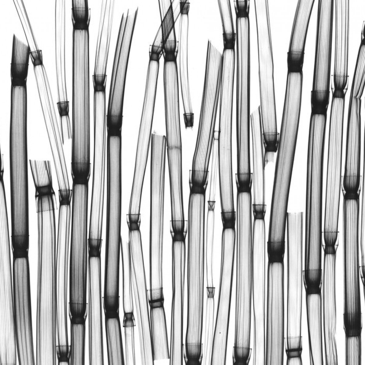 Fototapet Horsetail, personalizat, Photowall