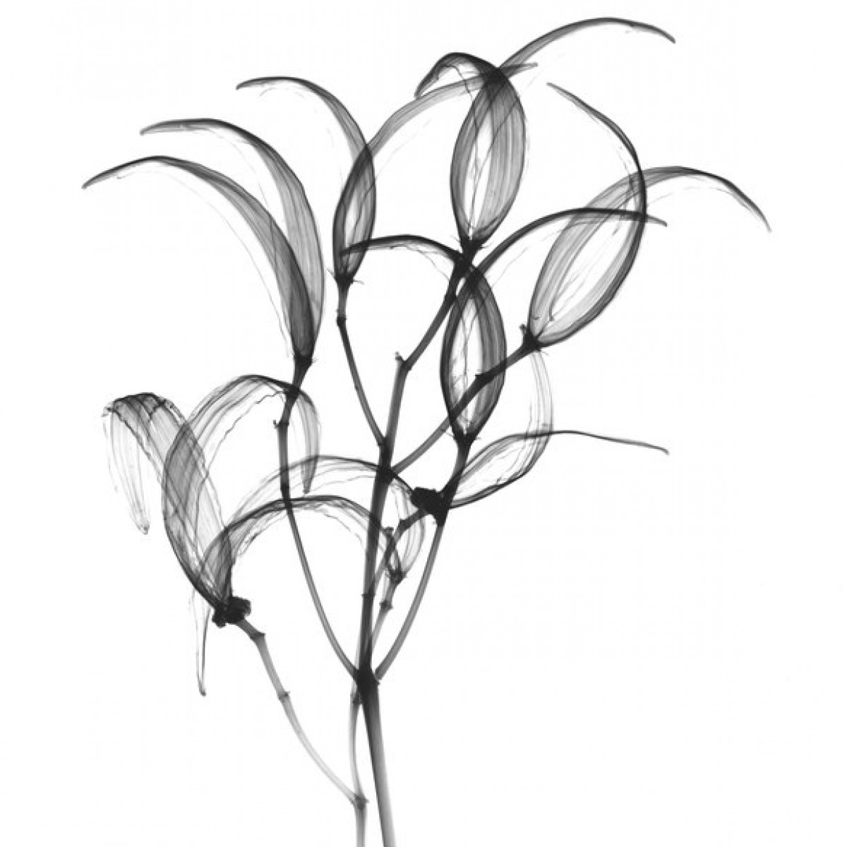 Fototapet Seapods Oleander Bush, personalizat, Photowall