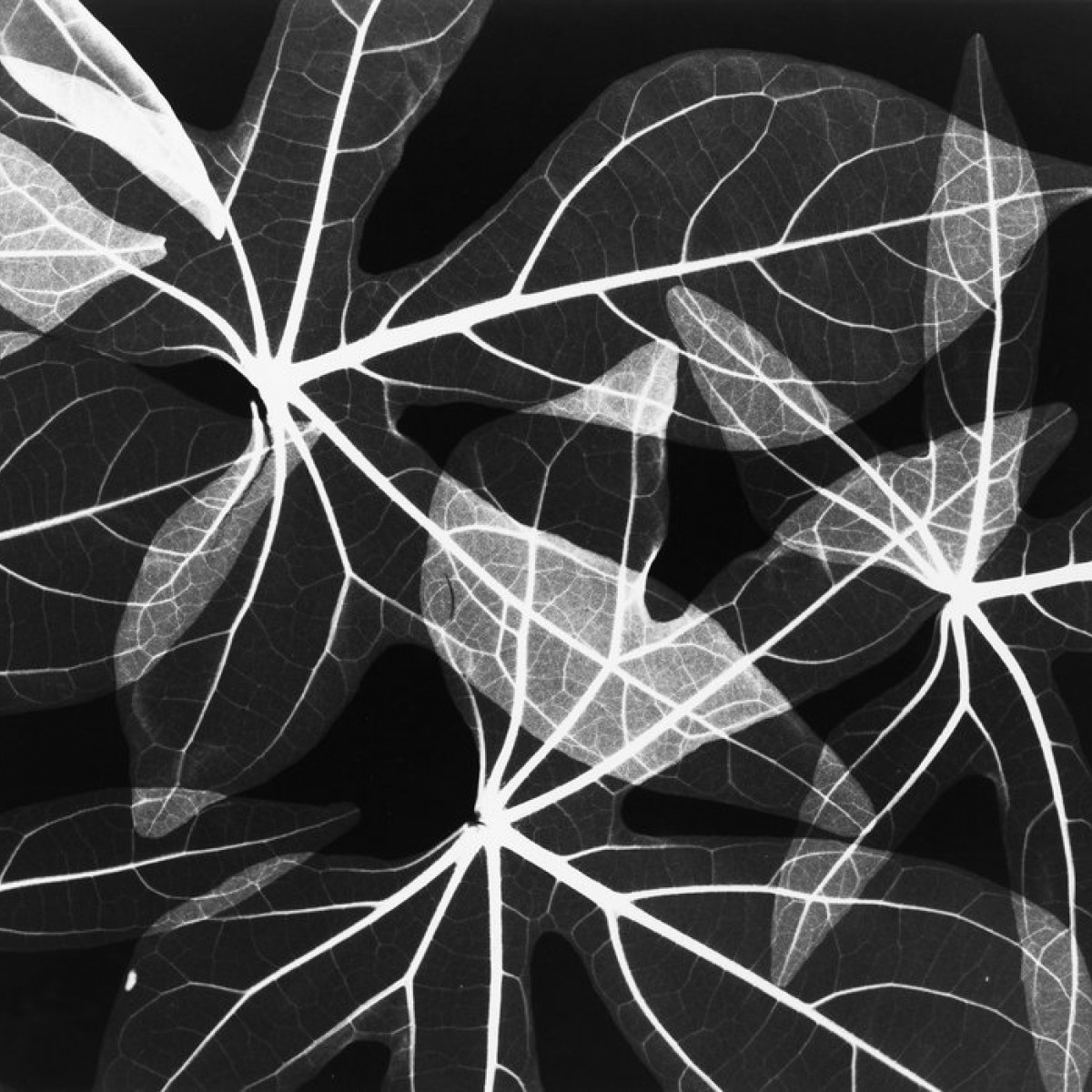 Fototapet Leaves 2, personalizat, Photowall