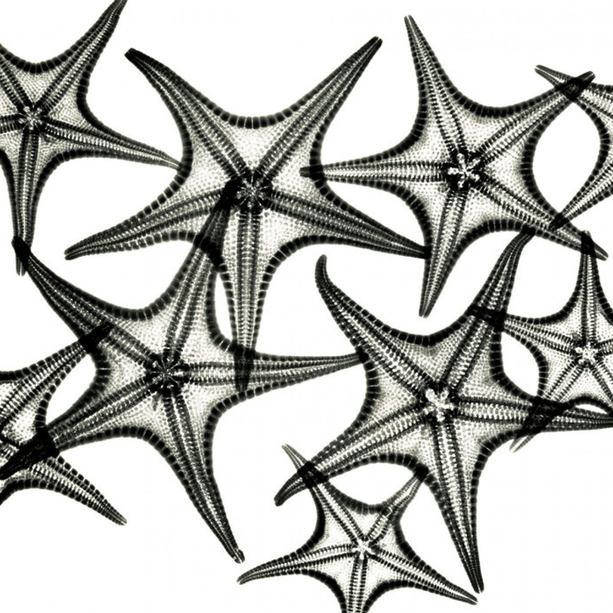 Fototapet Starfish, personalizat, Photowall