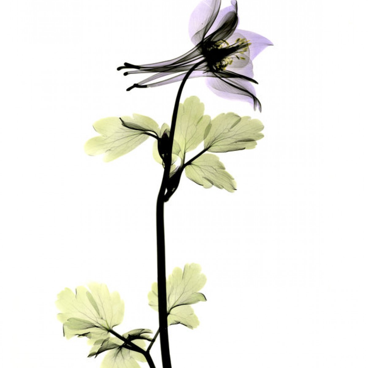 Fototapet Columbine, personalizat, Photowall