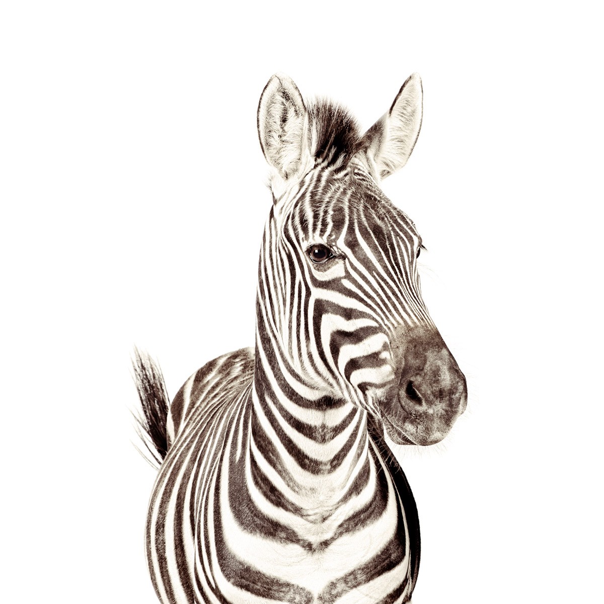 Tapet magnetic, zebra