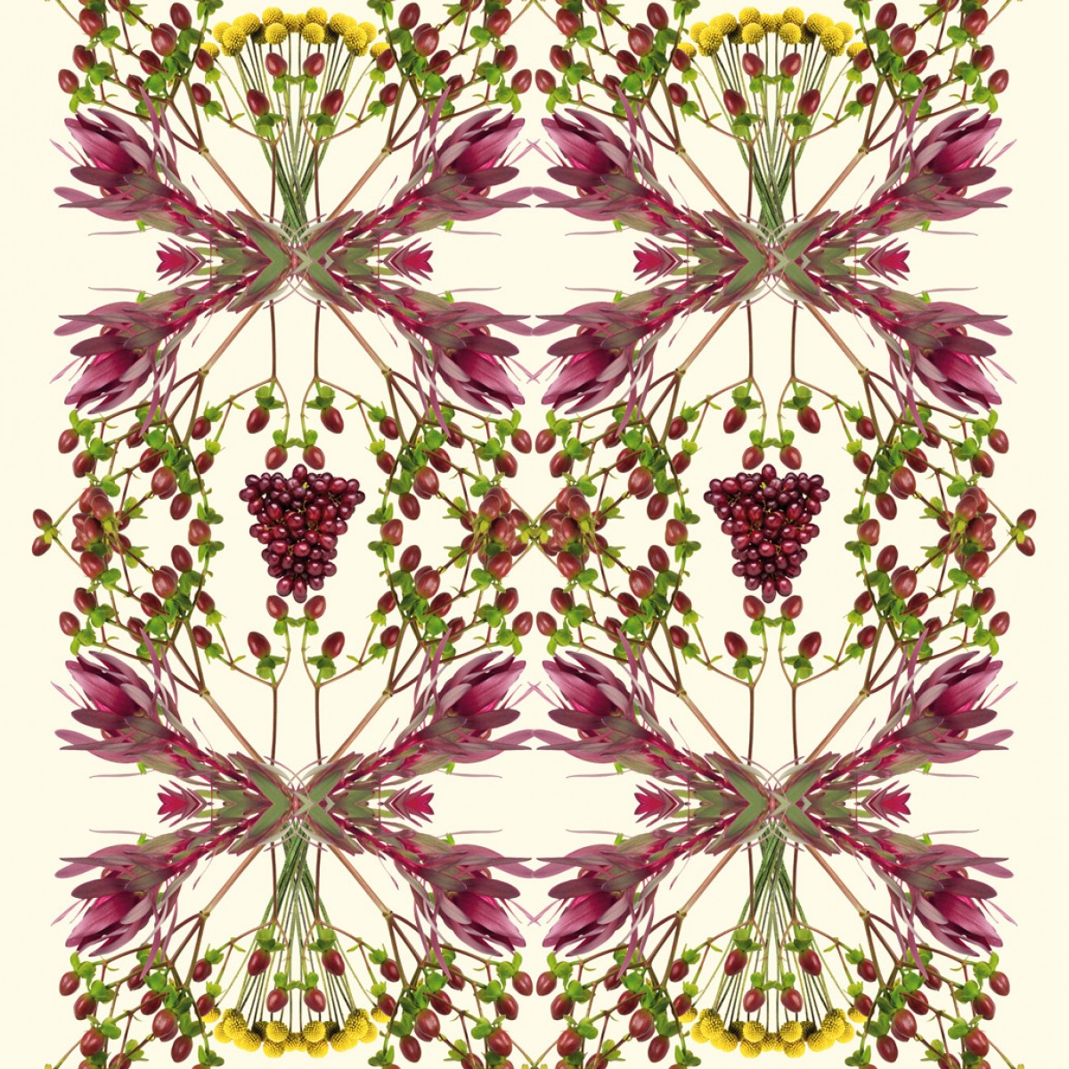 Fototapet Grapes 1