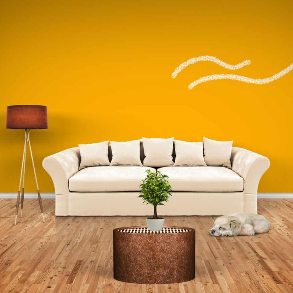 Perete cu vopsea lavabila tabla de scris Lemon Shine intr-un living cu canapea alba, masuta de cafea cu planta decorativa, o lampa si un caine dormind pe parchet