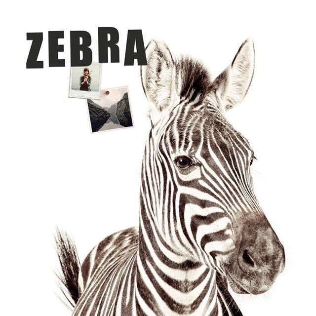 Tapet magnetic – Zebra – 102X265 cm