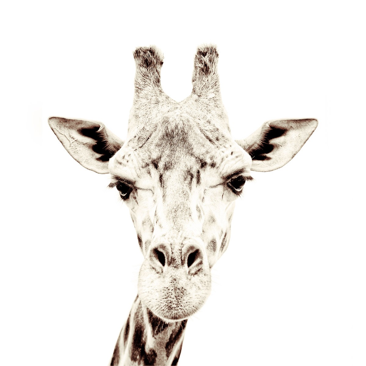 Tapet magnetic-girafa-63,5x265 